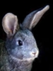 Мясо кролика в Майкопе. Кролики мясных пород